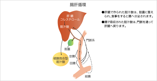 図：腸肝循環
